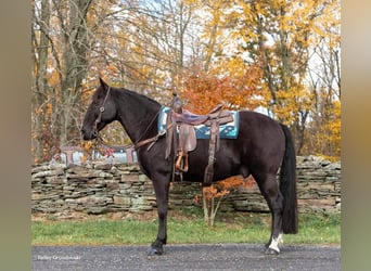 Missouri Foxtrotter, Castrone, 16 Anni, 150 cm, Morello