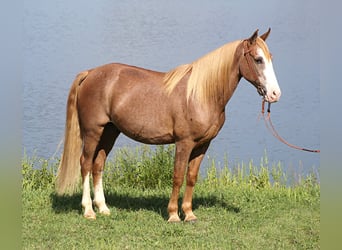 Missouri Foxtrotter, Castrone, 17 Anni, 152 cm, Sauro ciliegia
