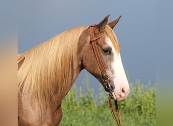 Missouri Foxtrotter, Castrone, 17 Anni, 152 cm, Sauro ciliegia