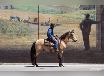 Missouri Foxtrotter, Castrone, 17 Anni, Pelle di daino