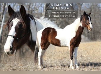 Missouri Foxtrotter, Castrone, 3 Anni, 142 cm, Baio