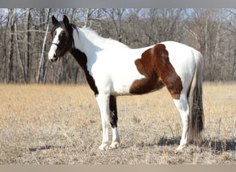 Missouri Foxtrotter, Castrone, 3 Anni, 142 cm, Tobiano-tutti i colori