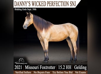 Missouri Foxtrotter, Castrone, 5 Anni, 157 cm, Pelle di daino