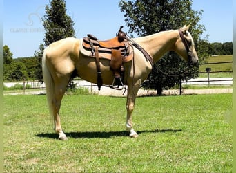 Missouri Foxtrotter, Castrone, 6 Anni, 142 cm, Palomino