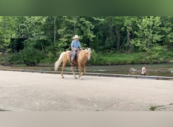 Missouri Foxtrotter, Castrone, 6 Anni, 142 cm, Palomino