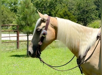Missouri Foxtrotter, Castrone, 6 Anni, 142 cm, Palomino