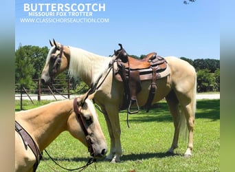 Missouri Foxtrotter, Castrone, 6 Anni, 142 cm, Palomino