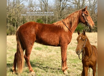 Missouri Foxtrotter, Castrone, 6 Anni, 142 cm, Sauro ciliegia