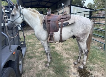 Missouri Foxtrotter, Castrone, 6 Anni, 147 cm, Grigio