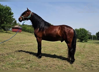 Missouri Foxtrotter, Castrone, 7 Anni, 152 cm, Baio ciliegia