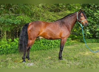 Missouri Foxtrotter, Castrone, 7 Anni, 152 cm, Baio ciliegia