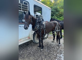 Missouri Foxtrotter, Castrone, 8 Anni, 132 cm, Baio ciliegia
