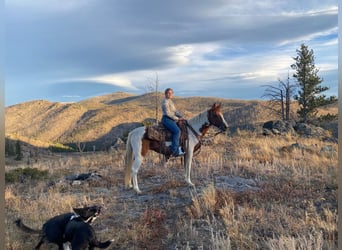 Missouri Foxtrotter, Castrone, 8 Anni, 145 cm, Tobiano-tutti i colori