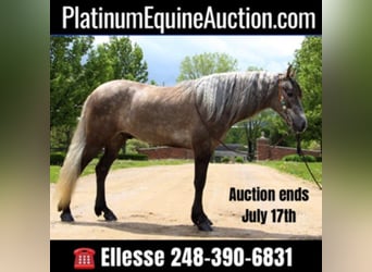 Missouri Foxtrotter, Castrone, 8 Anni, 147 cm, Baio ciliegia
