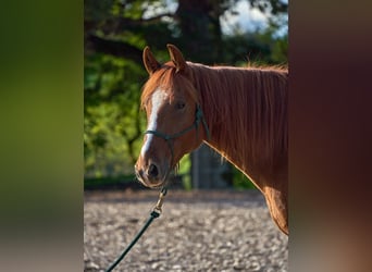 Missouri Foxtrotter, Castrone, 8 Anni, 156 cm, Sauro