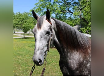 Missouri Foxtrotter, Castrone, 8 Anni, 157 cm, Grigio pezzato
