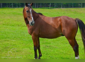 Missouri Foxtrotter, Castrone, 9 Anni, 142 cm, Baio ciliegia