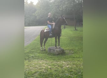 Missouri Foxtrotter, Castrone, 9 Anni, 142 cm, Baio ciliegia