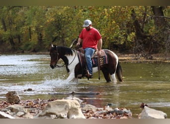 Missouri Foxtrotter, Castrone, 9 Anni, Baio ciliegia