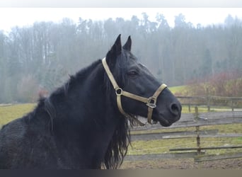 Missouri Foxtrotter, Étalon, 14 Ans, 155 cm, Noir