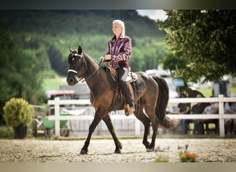 Missouri Foxtrotter, Gelding, 10 years, 14.2 hh, Black