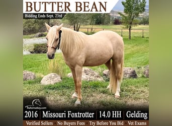 Missouri Foxtrotter, Gelding, 10 years, 14 hh, Palomino