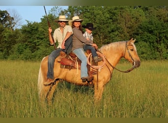 Missouri Foxtrotter, Gelding, 10 years, 15 hh, Palomino