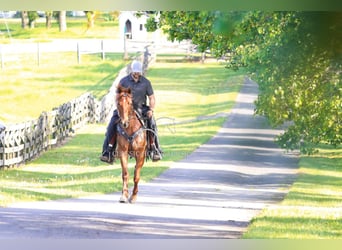 Missouri Foxtrotter, Gelding, 10 years, 15 hh, Sorrel