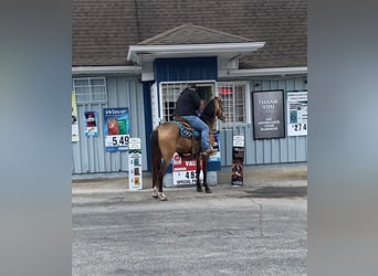 Missouri Foxtrotter, Gelding, 10 years, Buckskin