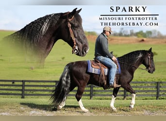 Missouri Foxtrotter, Gelding, 11 years, 14.2 hh, Black