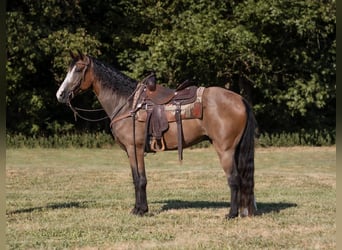 Missouri Foxtrotter, Gelding, 11 years, 15 hh, Bay