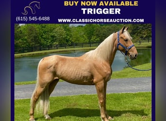 Missouri Foxtrotter, Gelding, 11 years, 15 hh, Palomino