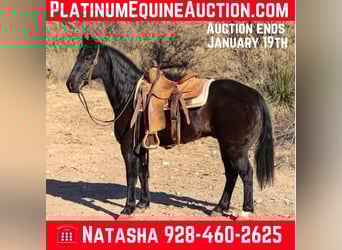 Missouri Foxtrotter, Gelding, 12 years, 14 hh, Black