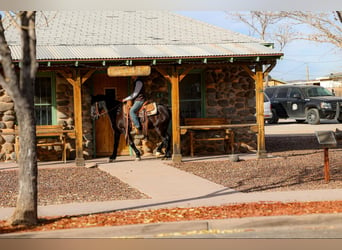 Missouri Foxtrotter, Gelding, 12 years, 14 hh, Black