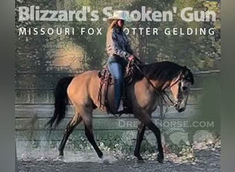 Missouri Foxtrotter, Gelding, 12 years, 15 hh, Buckskin