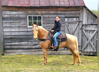 Missouri Foxtrotter, Gelding, 12 years, 15 hh, Palomino