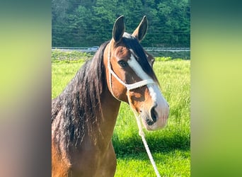 Missouri Foxtrotter, Gelding, 12 years, Roan-Bay