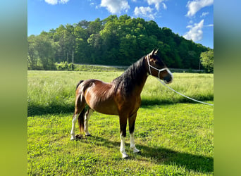 Missouri Foxtrotter, Gelding, 12 years, Roan-Bay