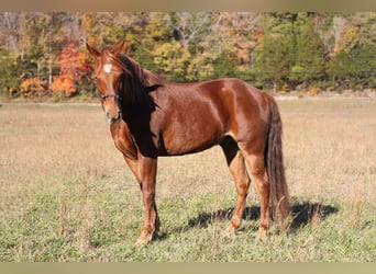 Missouri Foxtrotter, Gelding, 13 years, 14.1 hh, Chestnut