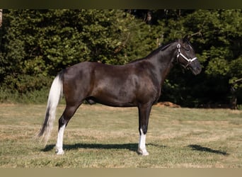 Missouri Foxtrotter, Gelding, 13 years, 15 hh, Black