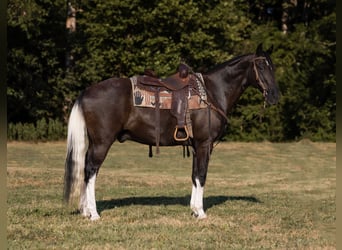 Missouri Foxtrotter, Gelding, 13 years, 15 hh, Black