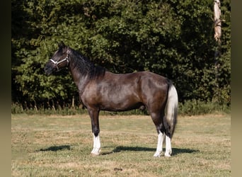 Missouri Foxtrotter, Gelding, 13 years, 15 hh, Black