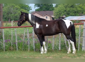 Missouri Foxtrotter, Gelding, 13 years, 15 hh, Tobiano-all-colors