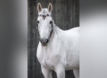 Missouri Foxtrotter, Gelding, 13 years, 15,2 hh, Grey-Dapple