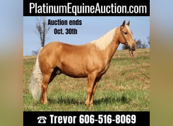 Missouri Foxtrotter, Gelding, 14 years, 15,1 hh, Palomino