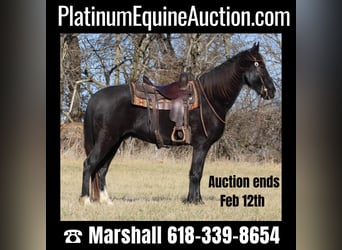 Missouri Foxtrotter, Gelding, 14 years, 15,2 hh, Black