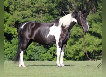 Missouri Foxtrotter, Gelding, 14 years, 15.2 hh, Tobiano-all-colors