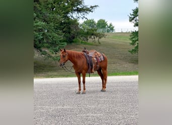 Missouri Foxtrotter, Gelding, 14 years, 15 hh, Sorrel