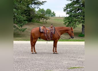 Missouri Foxtrotter, Gelding, 14 years, 15 hh, Sorrel