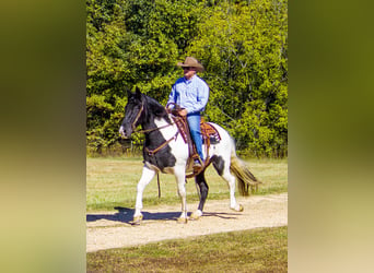 Missouri Foxtrotter, Gelding, 14 years, 15 hh, Tobiano-all-colors